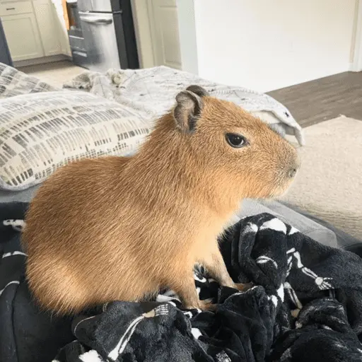 😍 CAPYBARAS 😍