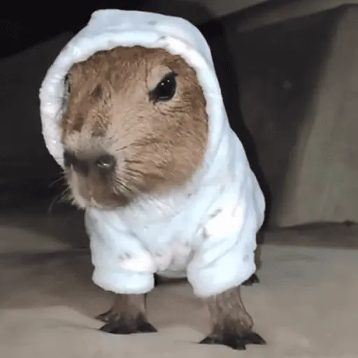 😍 CAPYBARAS 😍