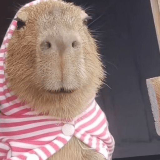 😍 CAPYBARAS 😍 preview