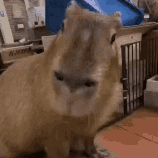 😍 CAPYBARAS 😍 preview