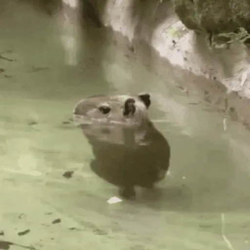 😍 CAPYBARAS 😍