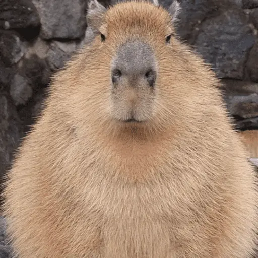 😍 CAPYBARAS 😍