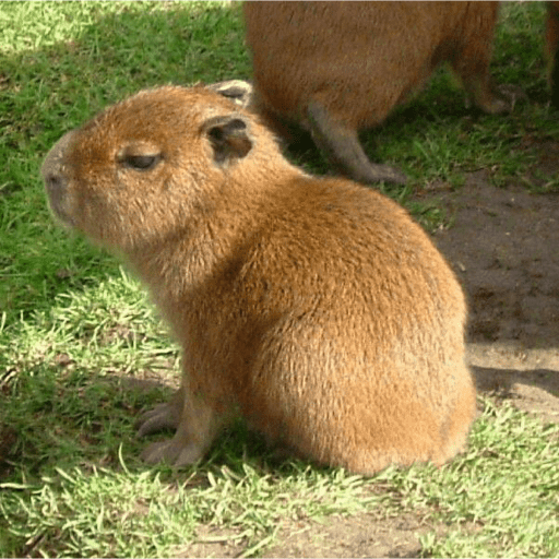 😍 CAPYBARAS 😍 preview