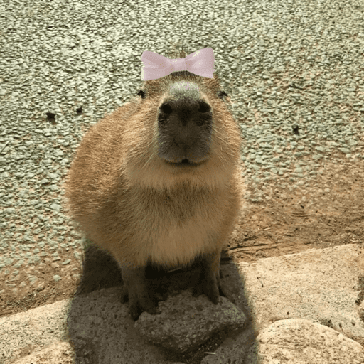 😍 CAPYBARAS 😍 preview