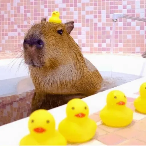 😍 CAPYBARAS 😍