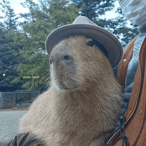 😍 CAPYBARAS 😍