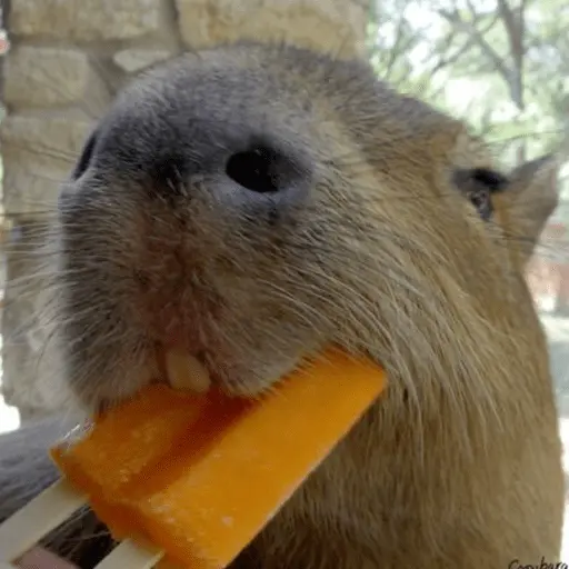 😍 CAPYBARAS 😍