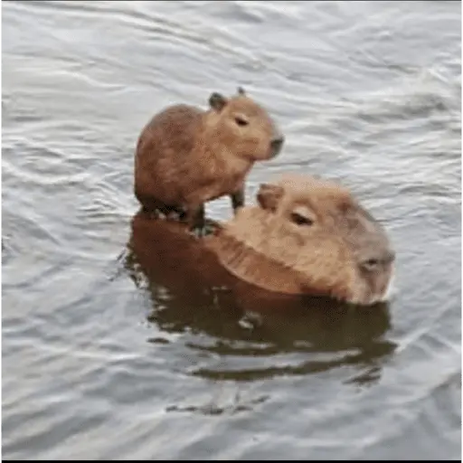 😍 CAPYBARAS 😍