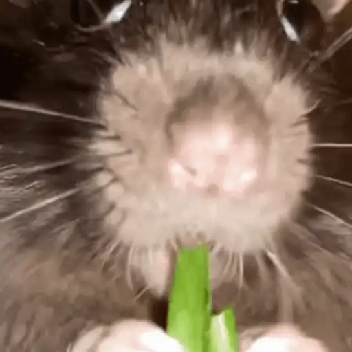 🐀 RATITAS PAL CHAT 🐀
