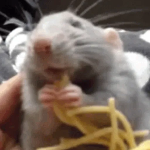 🐀 RATITAS PAL CHAT 🐀
