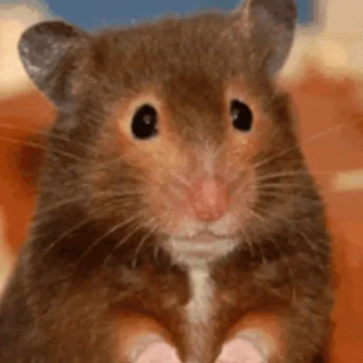 🐀 RATITAS PAL CHAT 🐀