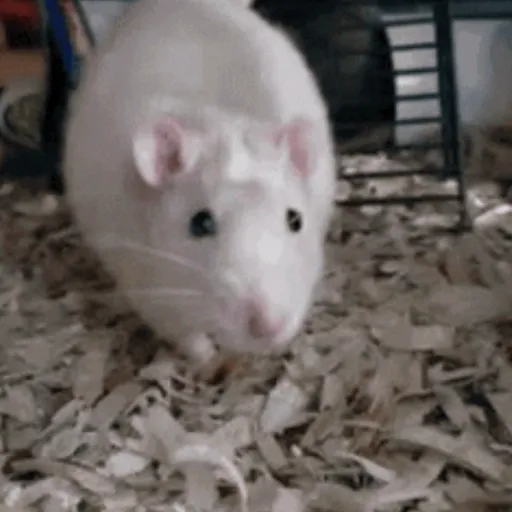 🐀 RATITAS PAL CHAT 🐀