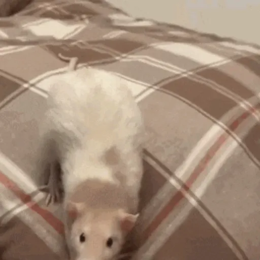 🐀 RATITAS PAL CHAT 🐀