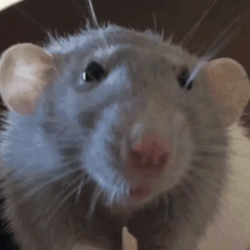 🐀 RATITAS PAL CHAT 🐀