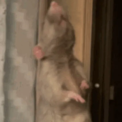 🐀 RATITAS PAL CHAT 🐀