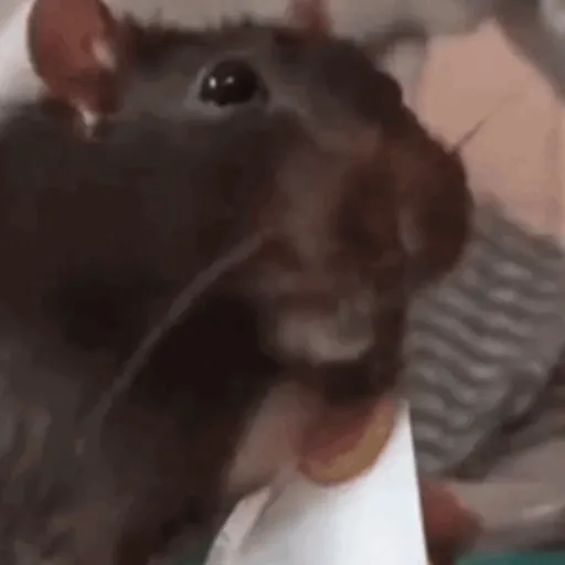 🐀 RATITAS PAL CHAT 🐀