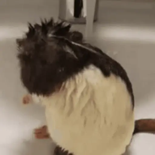 🐀 RATITAS PAL CHAT 🐀
