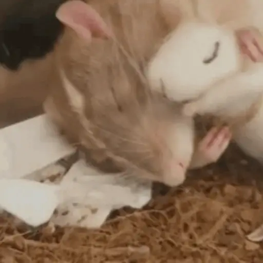 🐀 RATITAS PAL CHAT 🐀