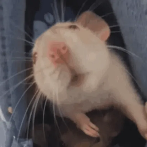 🐀 RATITAS PAL CHAT 🐀