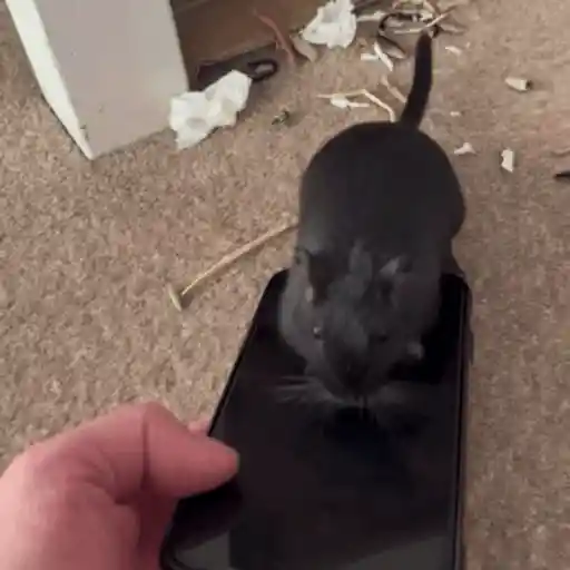 🐀 RATITAS PAL CHAT 🐀