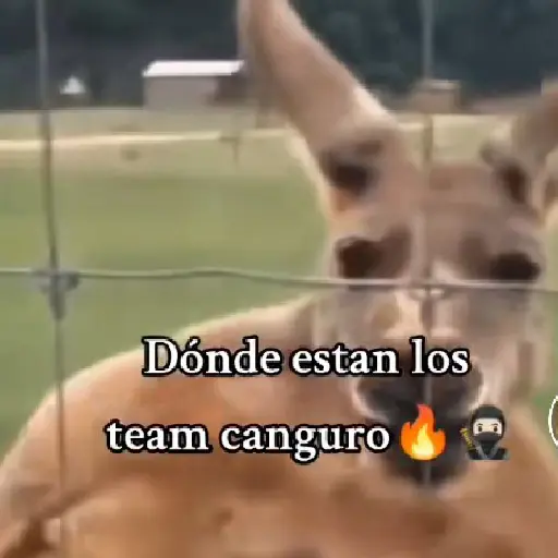 Team Canguro 
