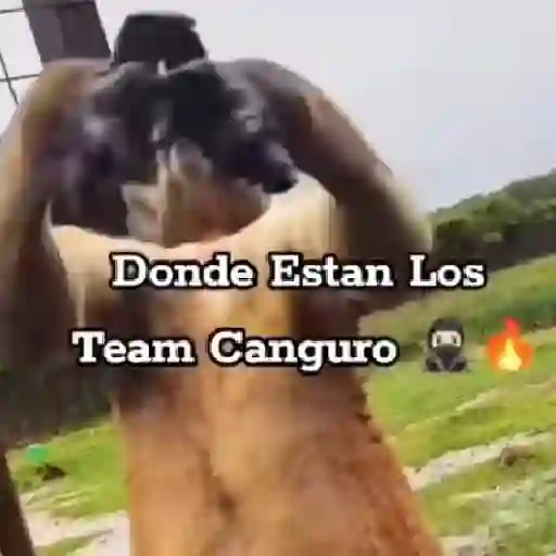 Team Canguro 