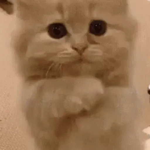 📲UN MIX PAL CHAT 4 📲