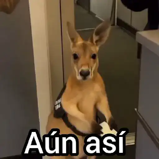 Canguro 2 🦘Tiktok 🔥