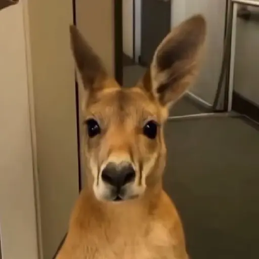 Canguro 2 🦘Tiktok 🔥