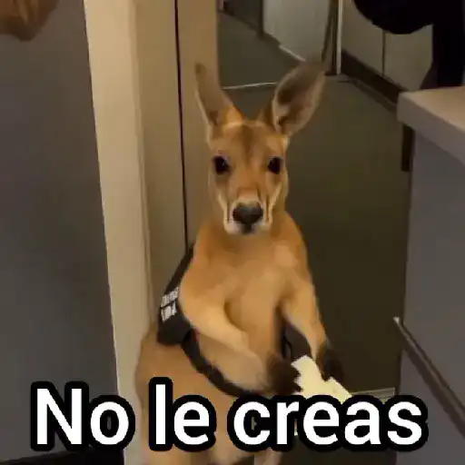 Canguro 2 🦘Tiktok 🔥