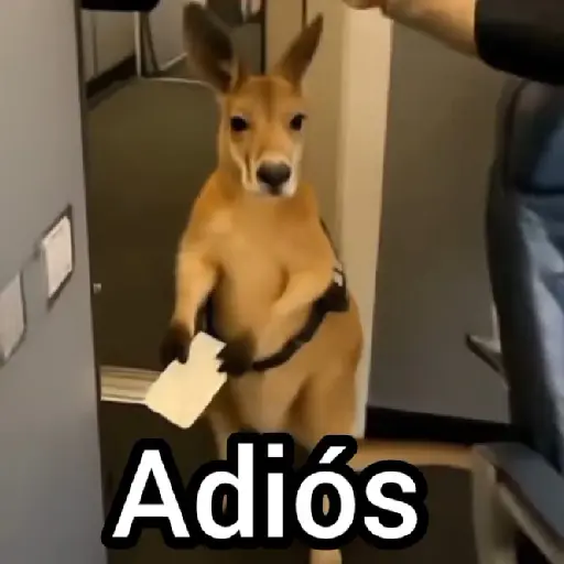Canguro 2 🦘Tiktok 🔥