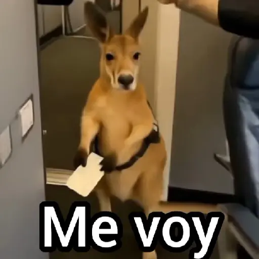 Canguro 2 🦘Tiktok 🔥