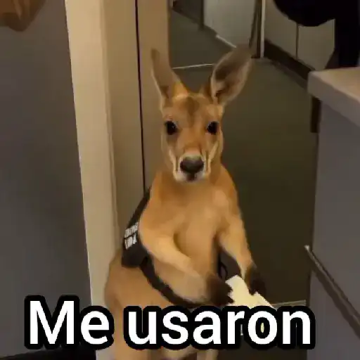 Canguro 2 🦘Tiktok 🔥