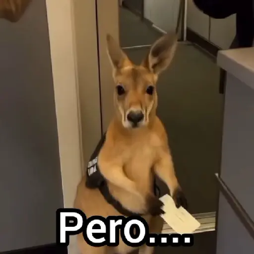 Canguro 2 🦘Tiktok 🔥