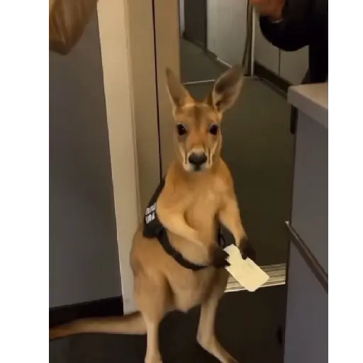 Canguro 2 🦘Tiktok 🔥