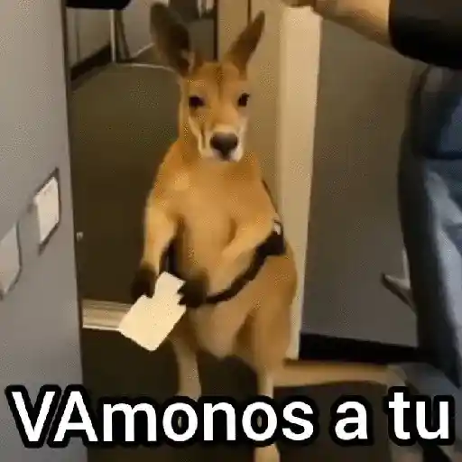 Canguro 2 🦘Tiktok 🔥