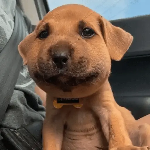 Perritos Moods🐕🦴