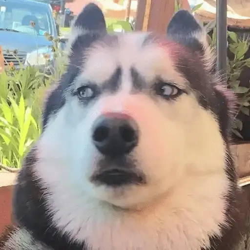 Perritos Moods🐕🦴