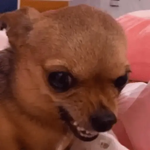 Perritos Moods🐕🦴