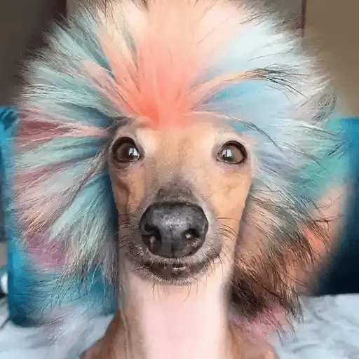 Perritos Moods🐕🦴