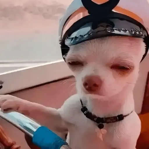 Perritos Moods🐕🦴