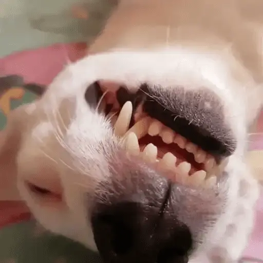 Perritos Moods🐕🦴