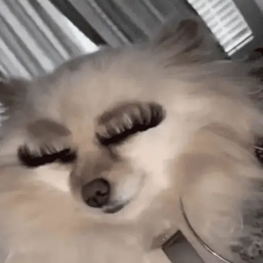 Perritos Moods🐕🦴