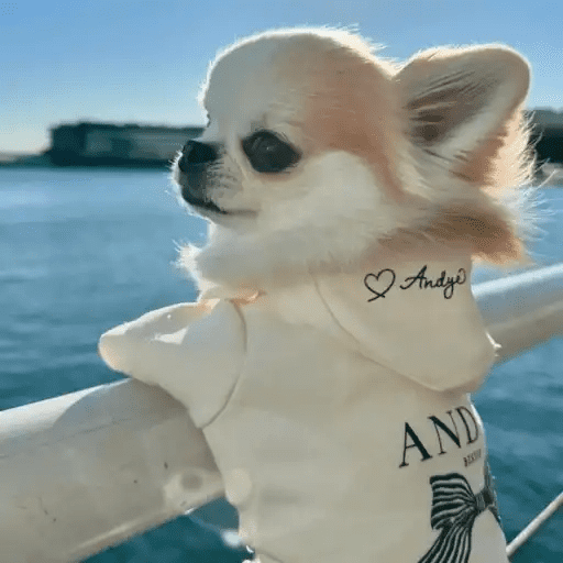Perritos Moods🐕🦴 preview