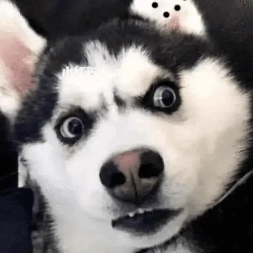 Perritos Moods🐕🦴