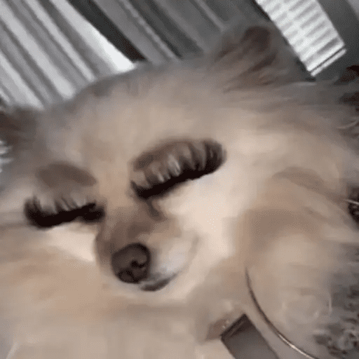 Perritos Moods🐕🦴 preview