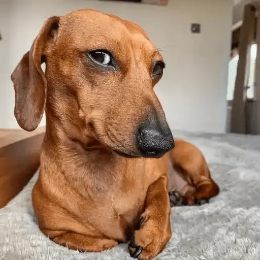Perritos Moods🐕🦴