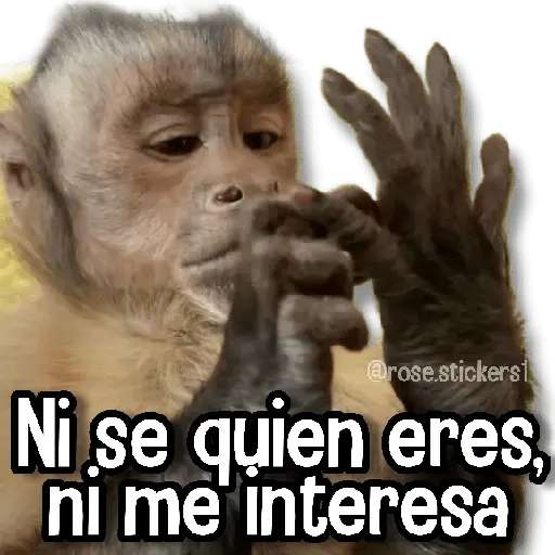 Changuitos pa Ti🐒🍌🌴