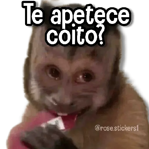 Changuitos pa Ti🐒🍌🌴