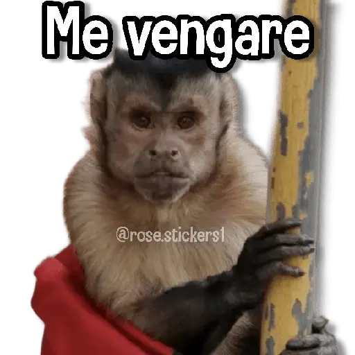 Changuitos pa Ti🐒🍌🌴